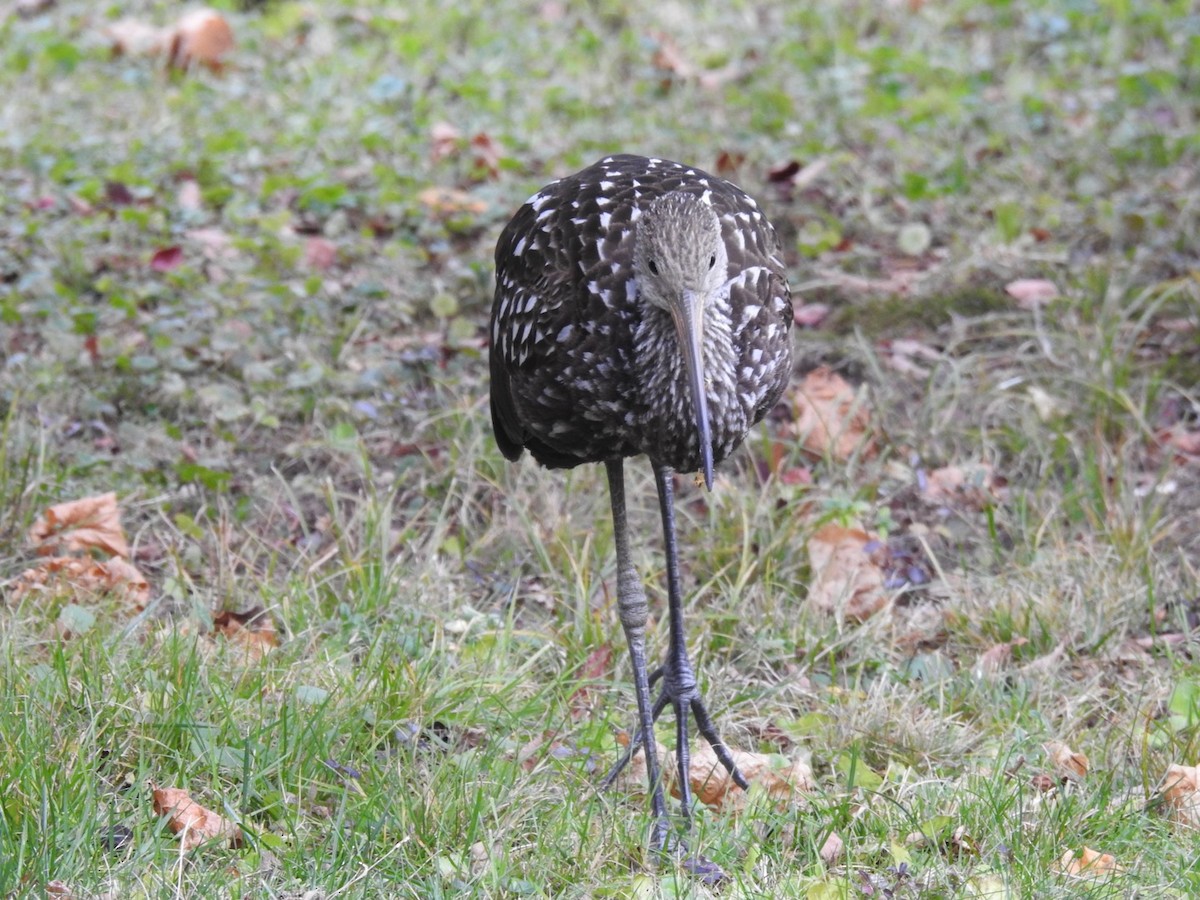 Limpkin (Speckled) - ML646133764