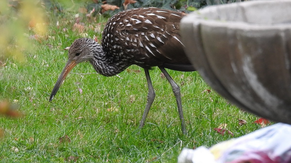 Limpkin (Speckled) - ML646133765