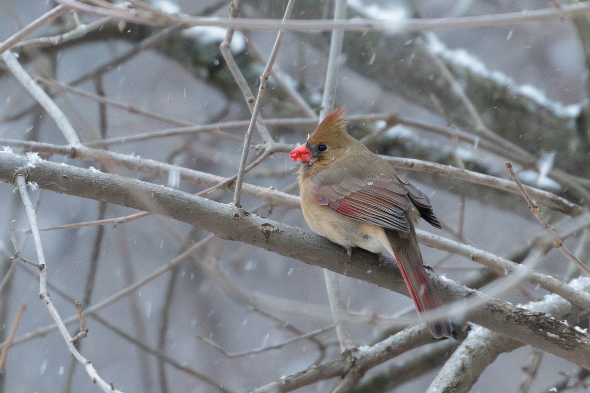 Northern Cardinal - ML646133771
