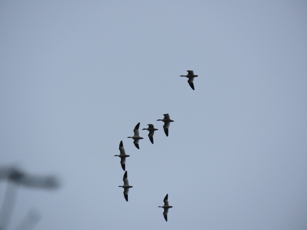 Snow Goose - ML646133776