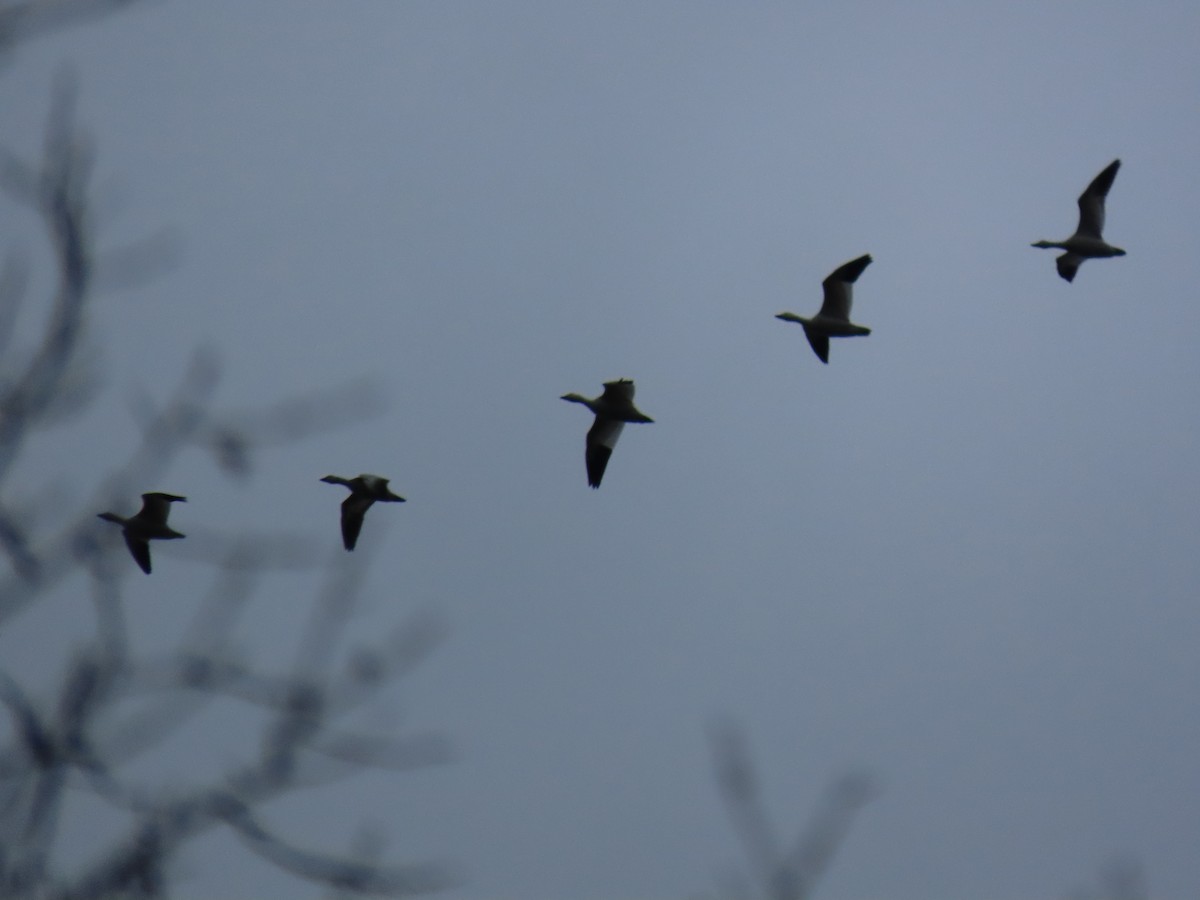 Snow Goose - ML646133777