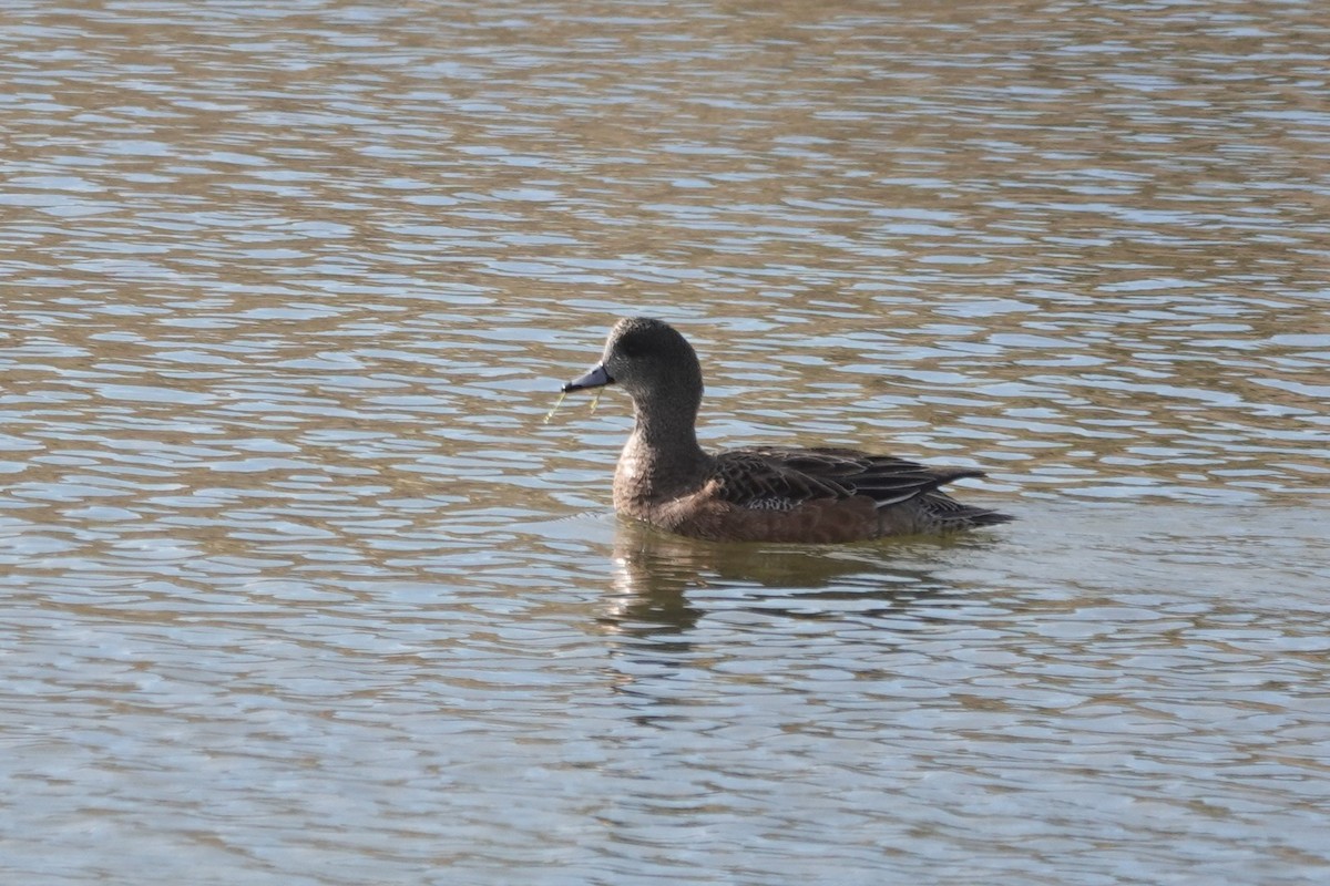 American Wigeon - ML646133779
