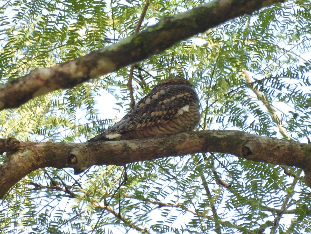 Lesser Nighthawk - ML646133782