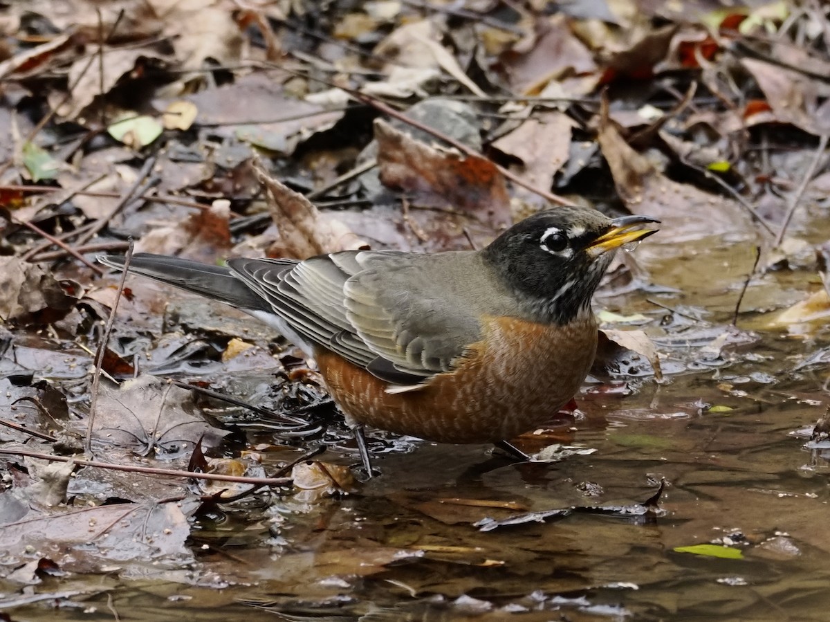 コマツグミ - ML646133800