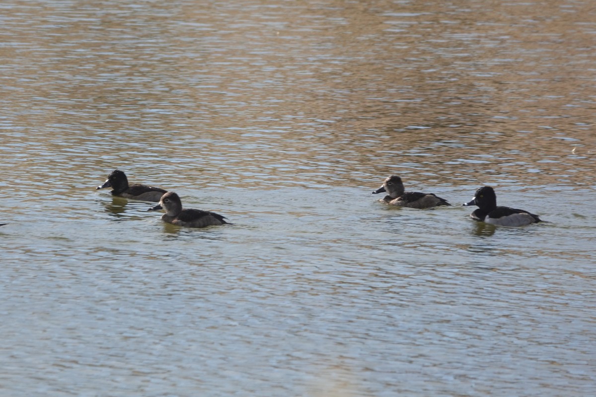 Ring-necked Duck - ML646133805