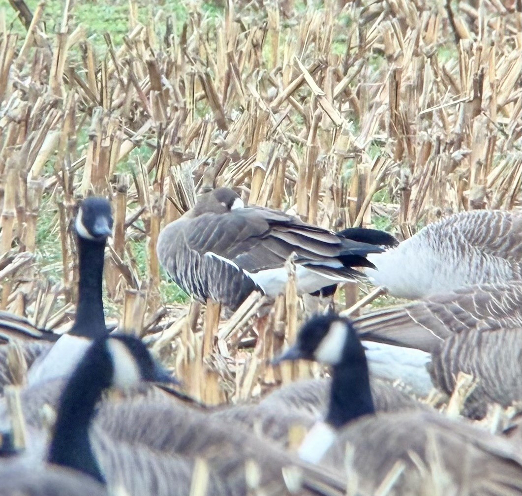 Greater White-fronted Goose - ML646133808