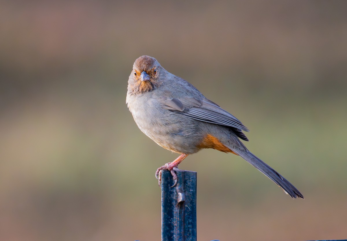 California Towhee - ML646133814