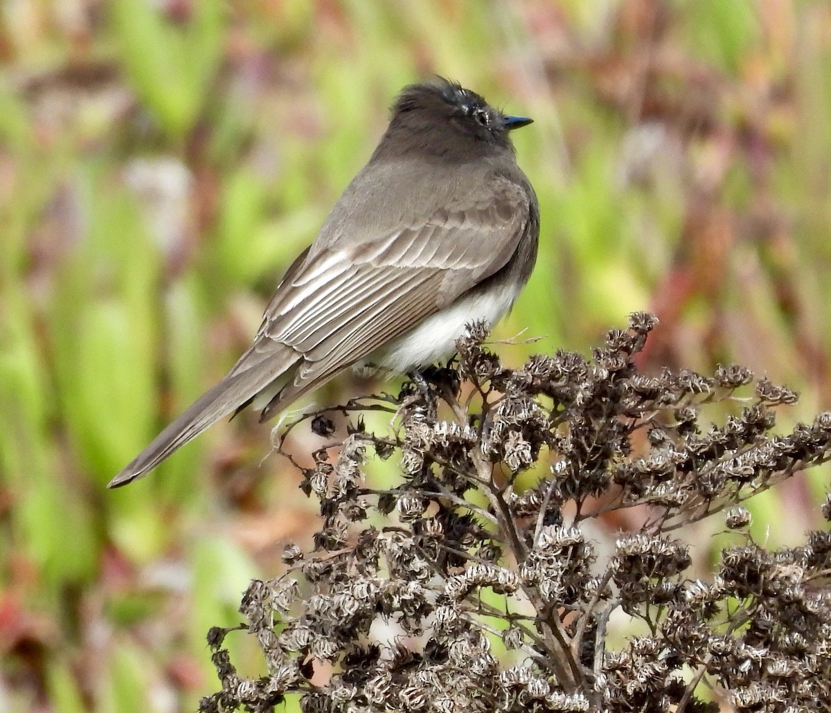 Black Phoebe - ML646133815