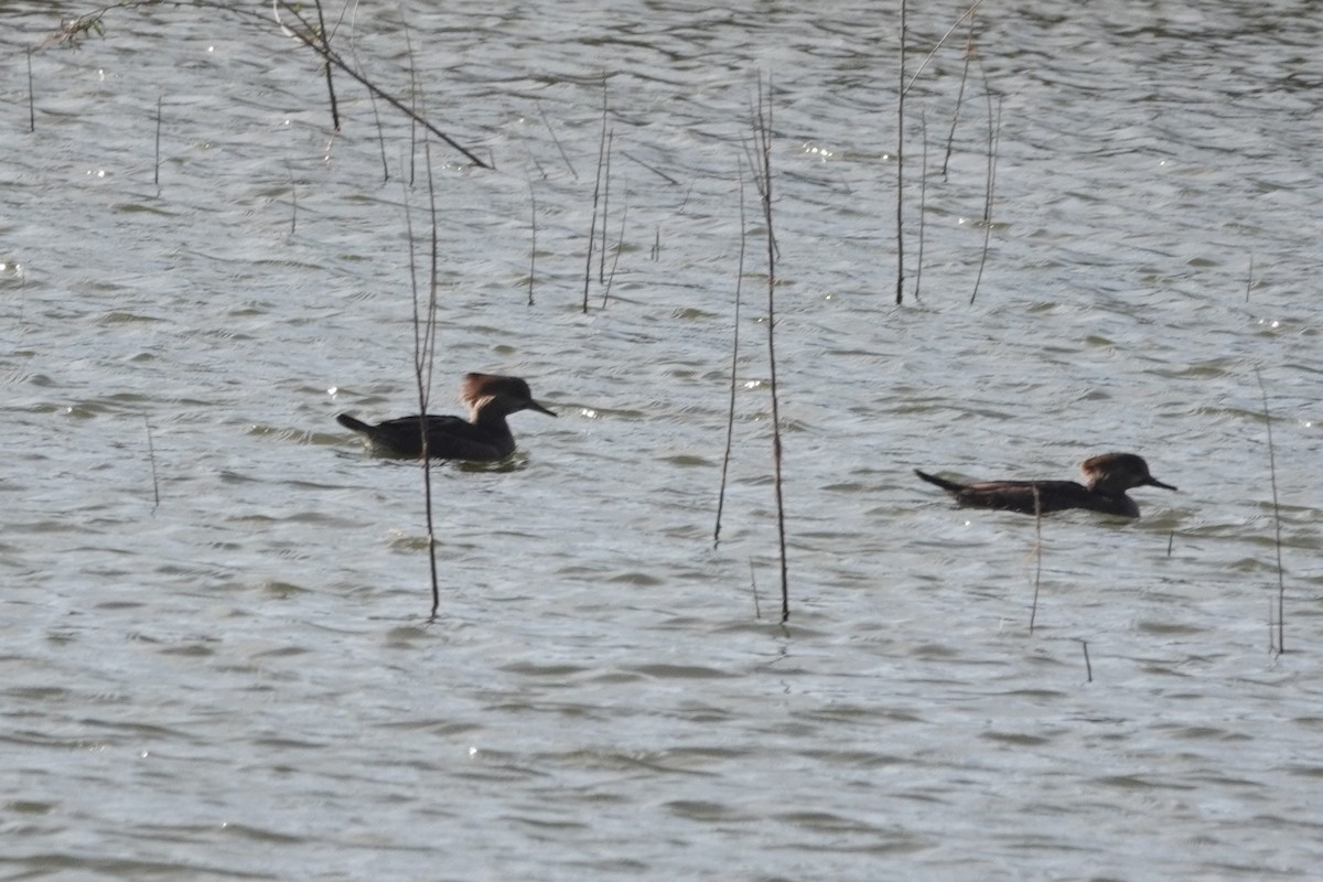 Hooded Merganser - ML646133817