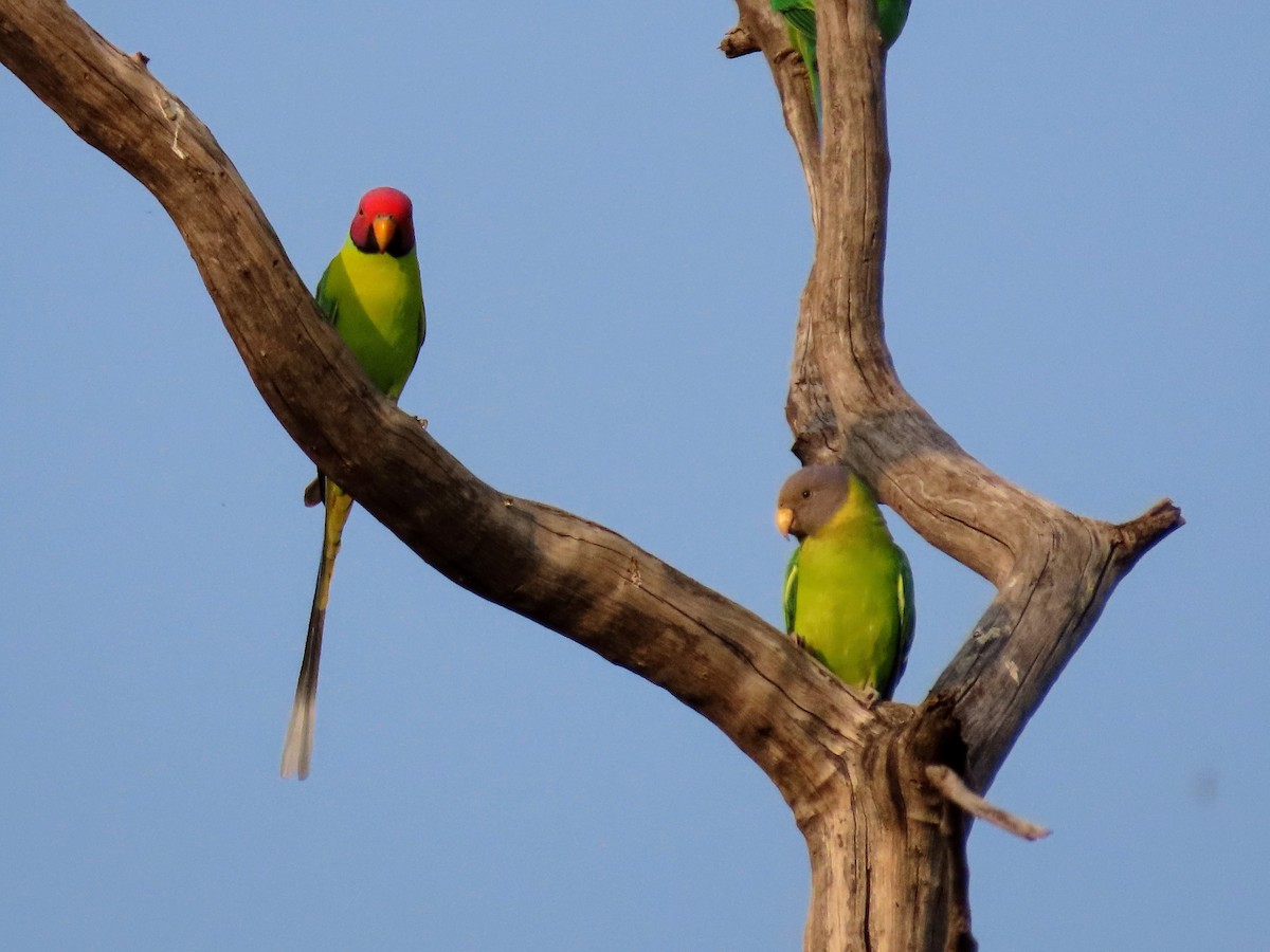 コセイインコ - ML646133818