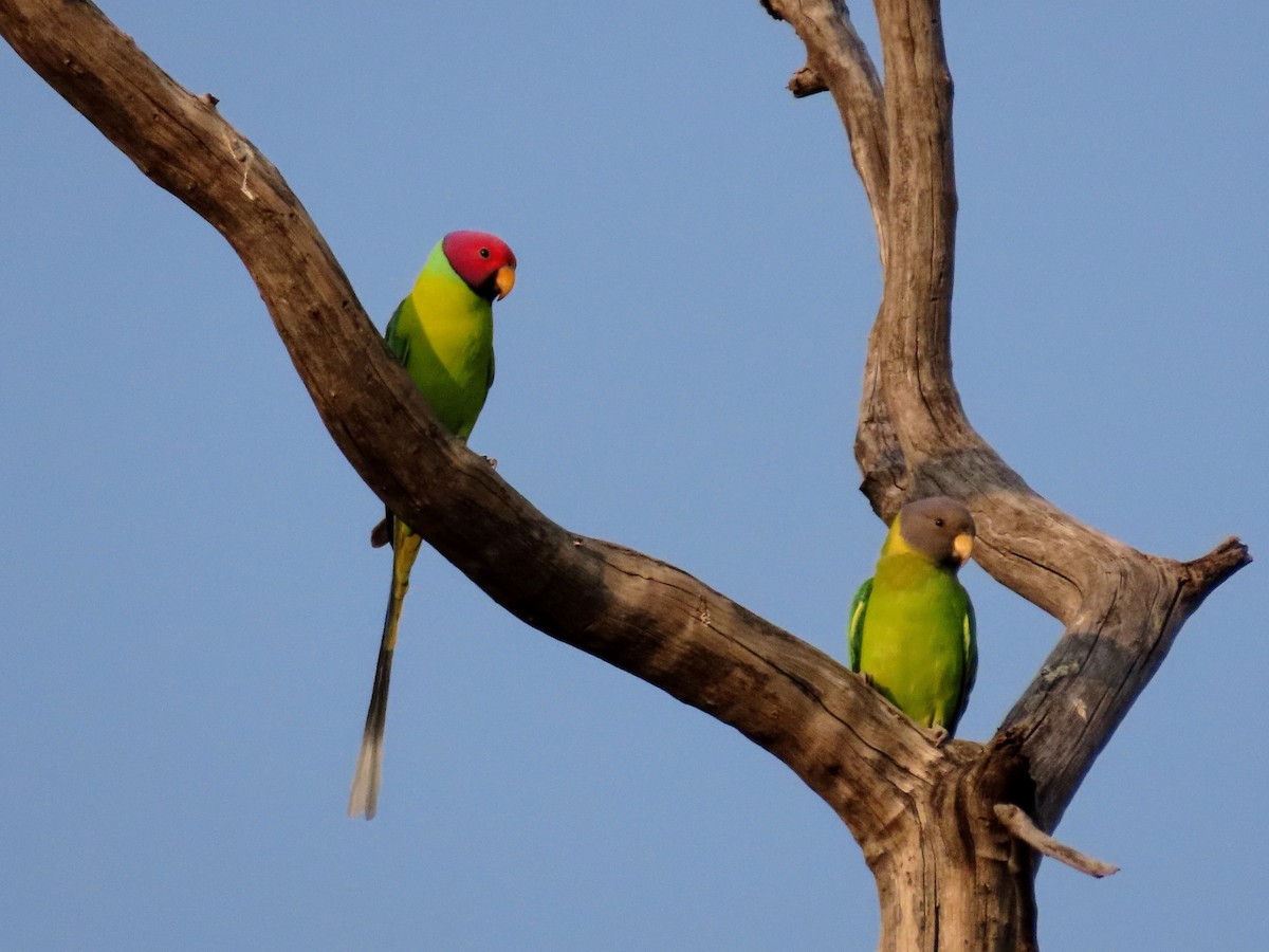 コセイインコ - ML646133830