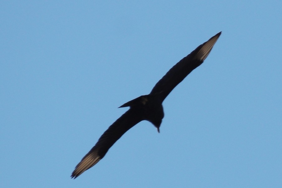 Black Vulture - ML646133831