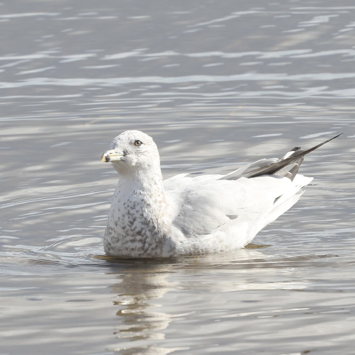 Ring-billed Gull - ML646133834
