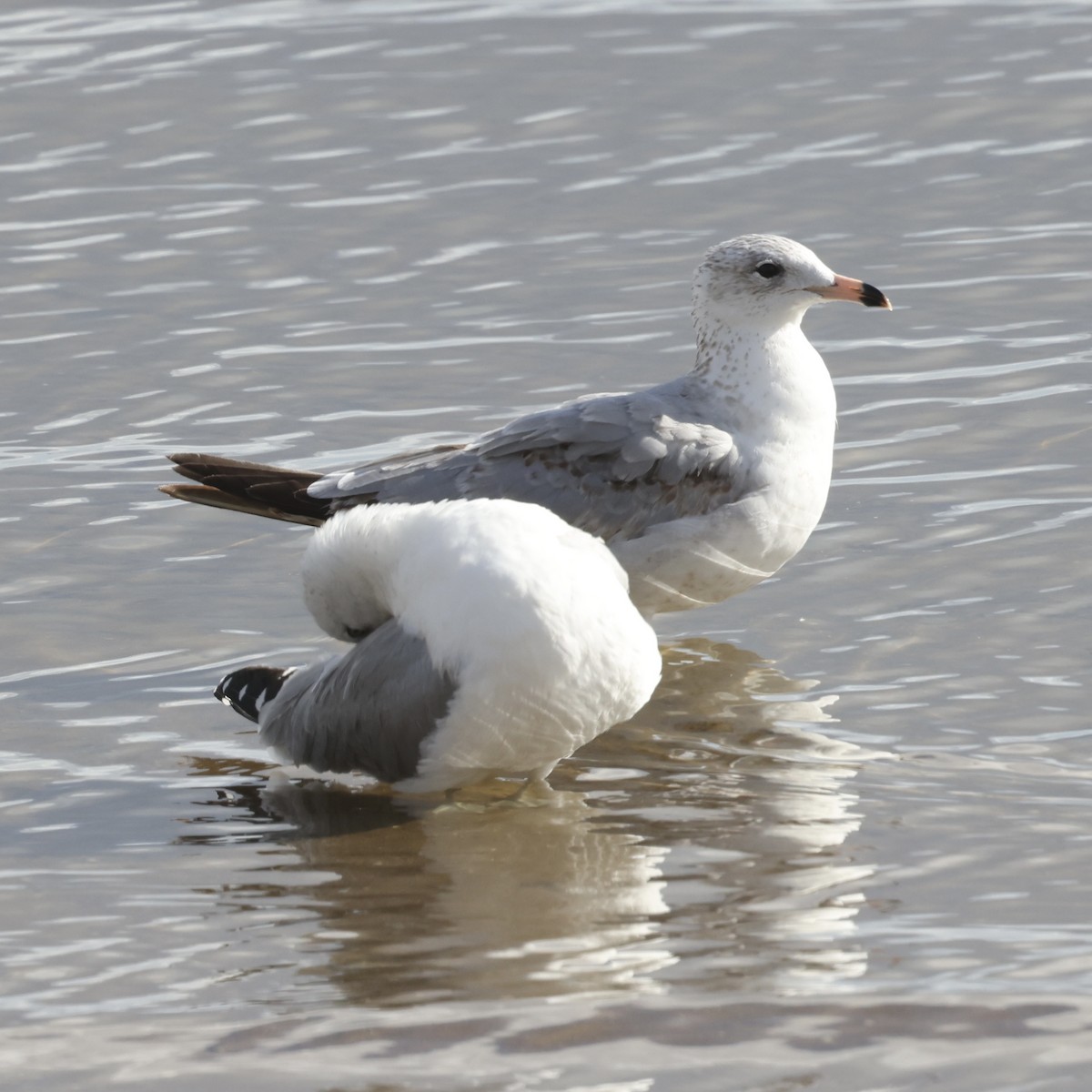 Ring-billed Gull - ML646133835