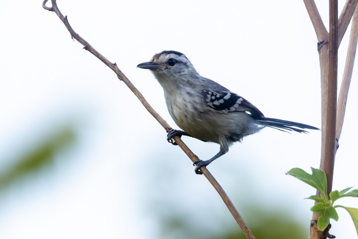 Large-billed Antwren - ML646133836