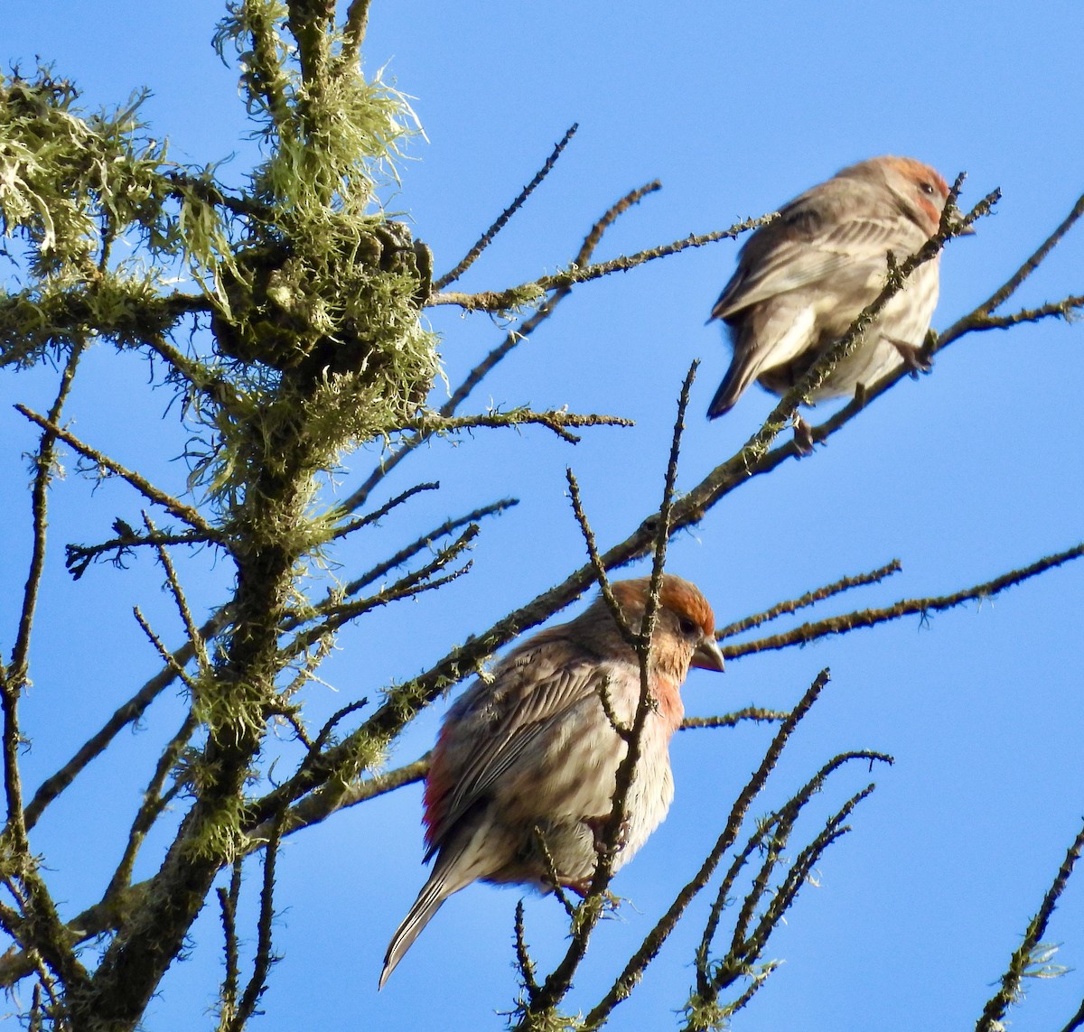 House Finch - ML646133837