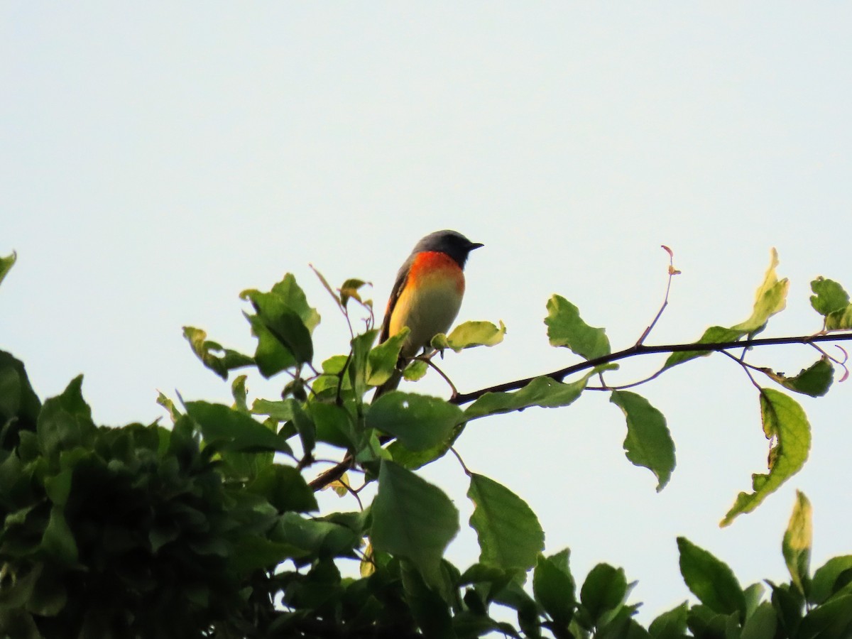 Zwergmennigvogel - ML646133852