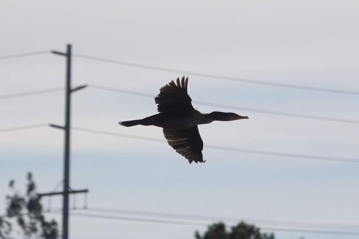 Double-crested Cormorant - ML646133858