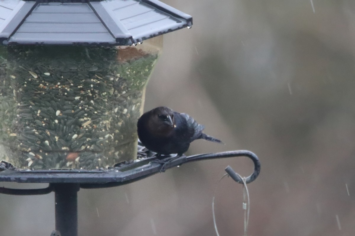 שחרורית חומת-ראש - ML646133859