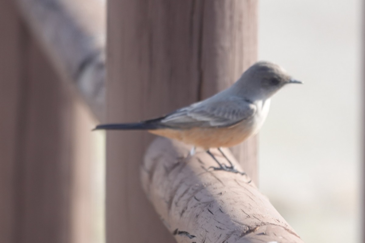 Say's Phoebe - ML646133863