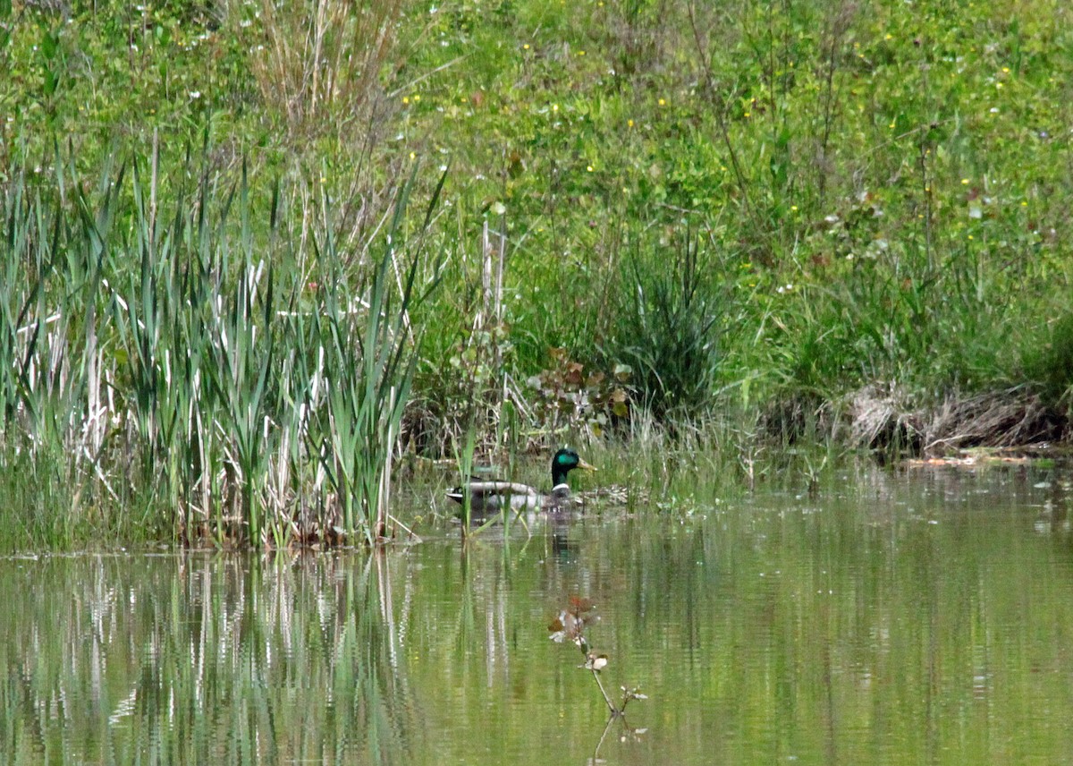 Mallard - ML646133865