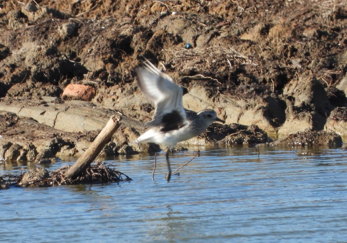 Chorlito Gris - ML646133871