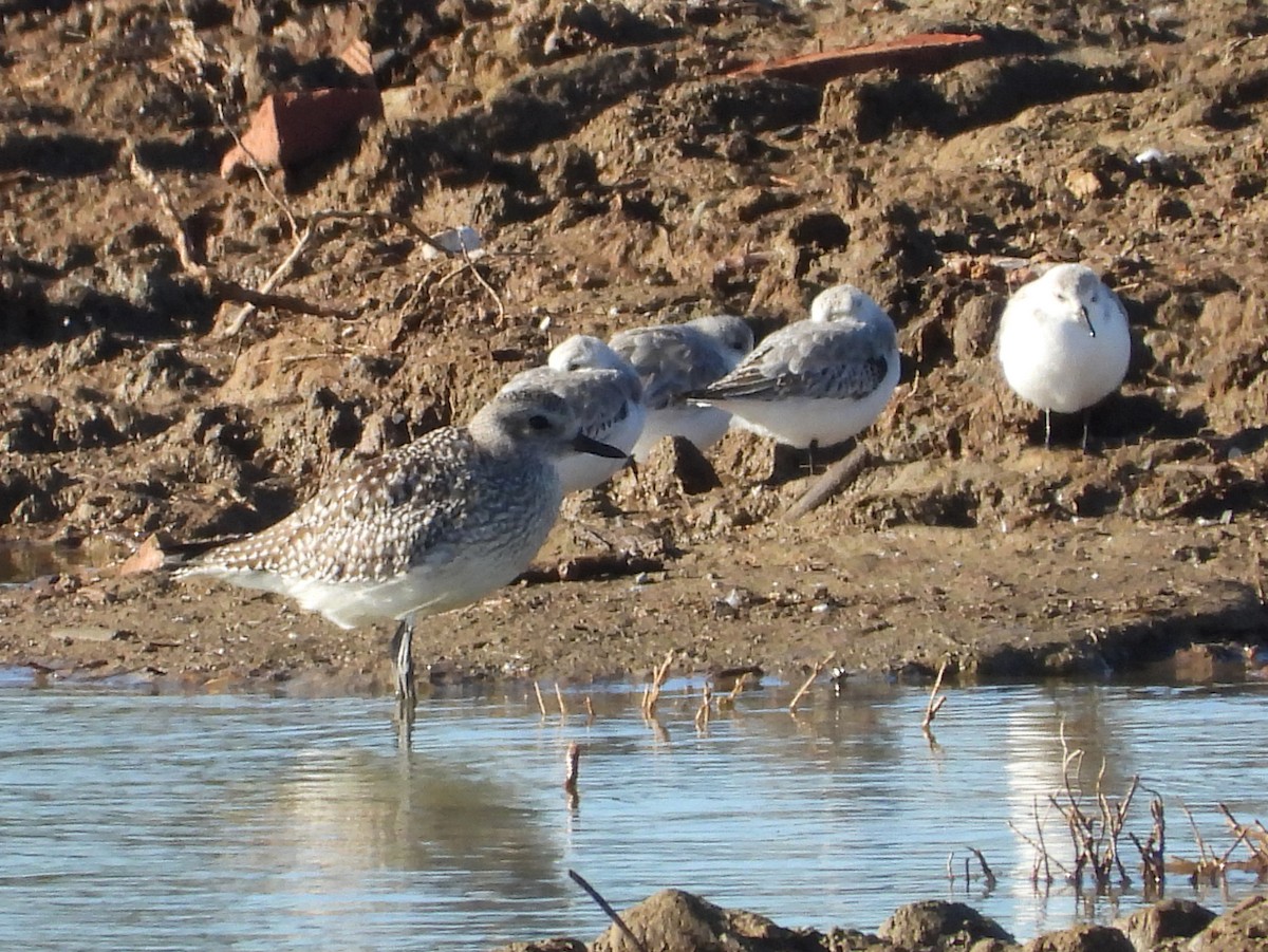 Chorlito Gris - ML646133872