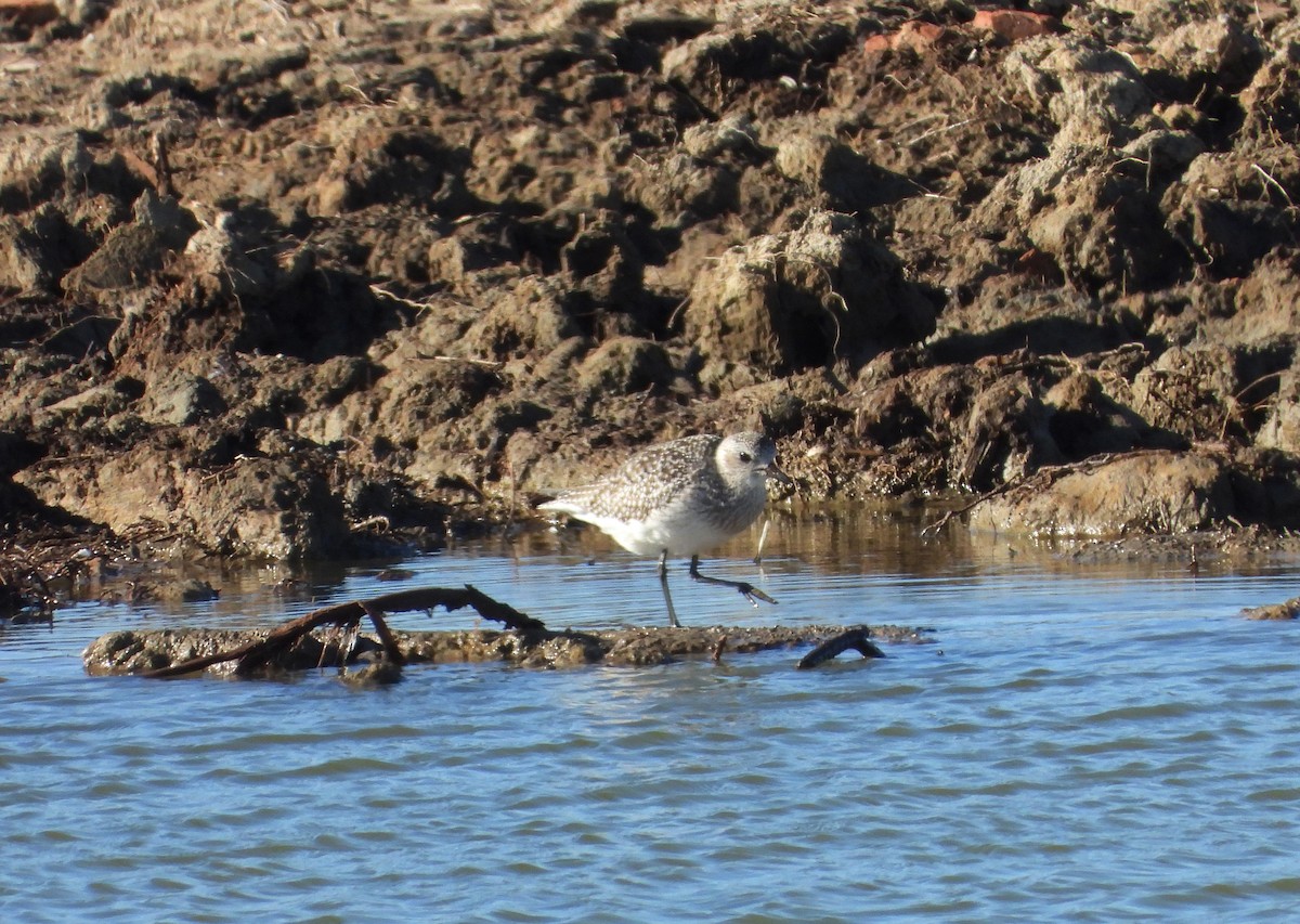 Chorlito Gris - ML646133874