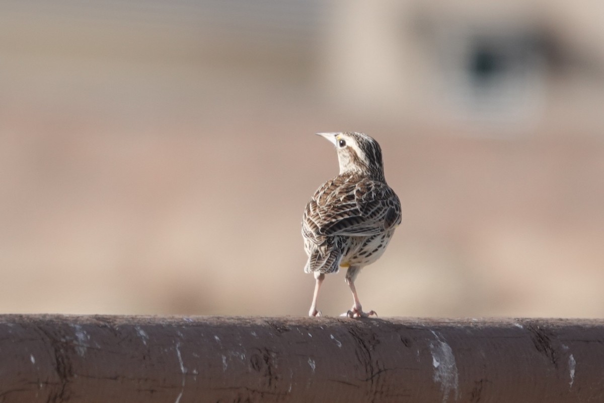 Western Meadowlark - ML646133875