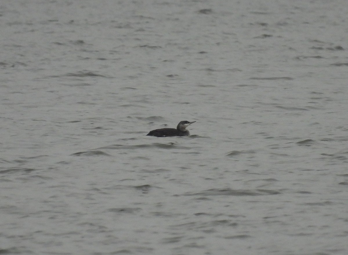 Red-throated Loon - ML646133879