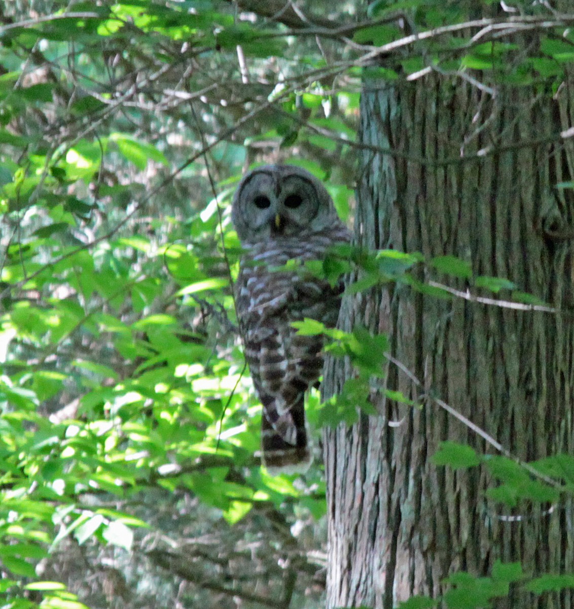Barred Owl - ML646133882