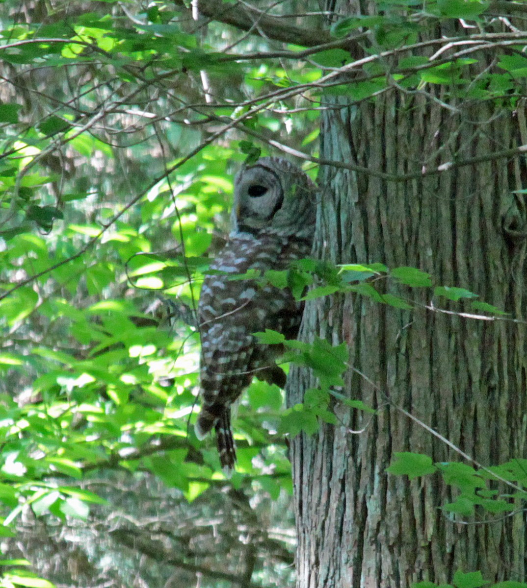 Barred Owl - ML646133883