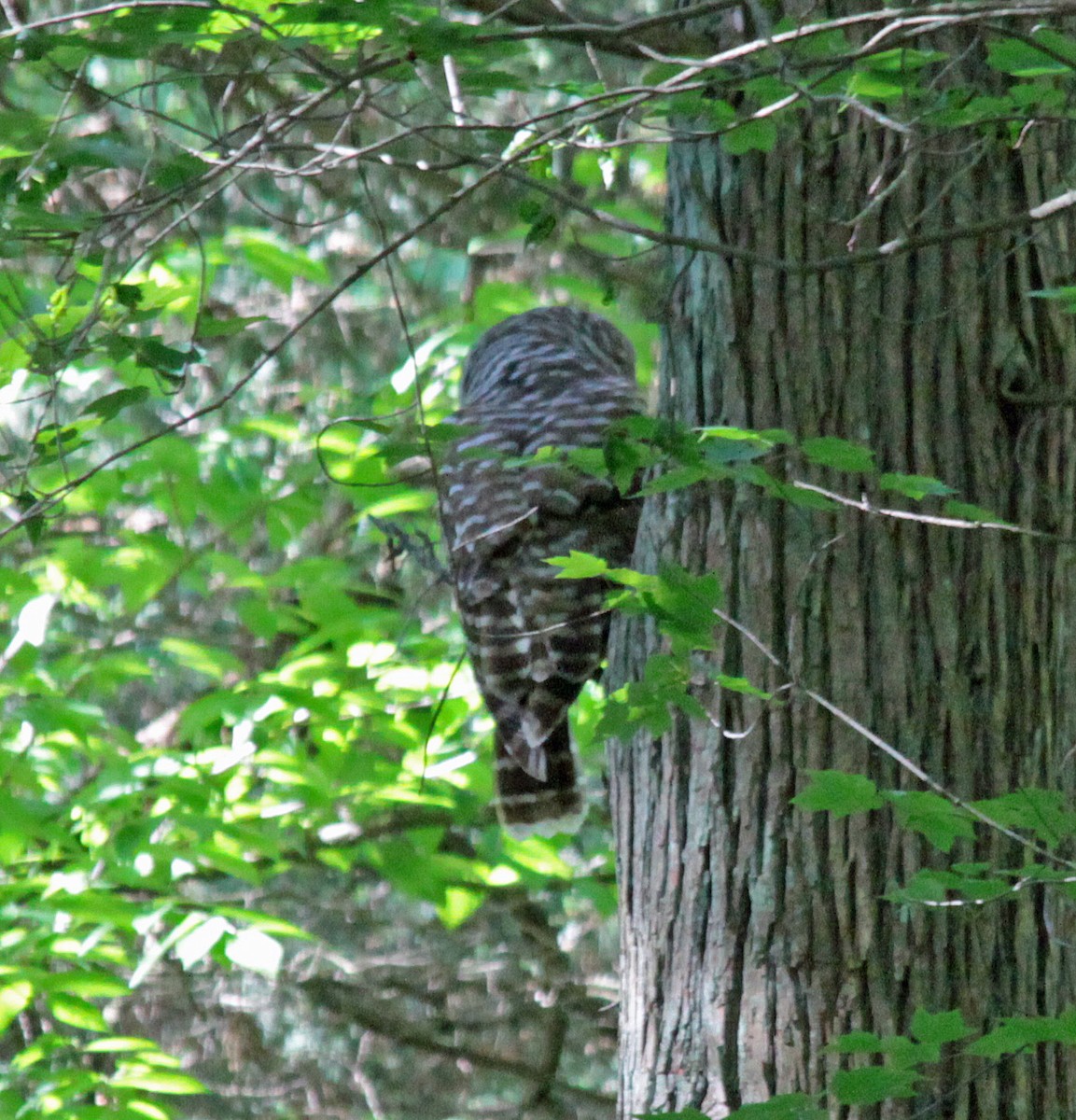 Barred Owl - ML646133884
