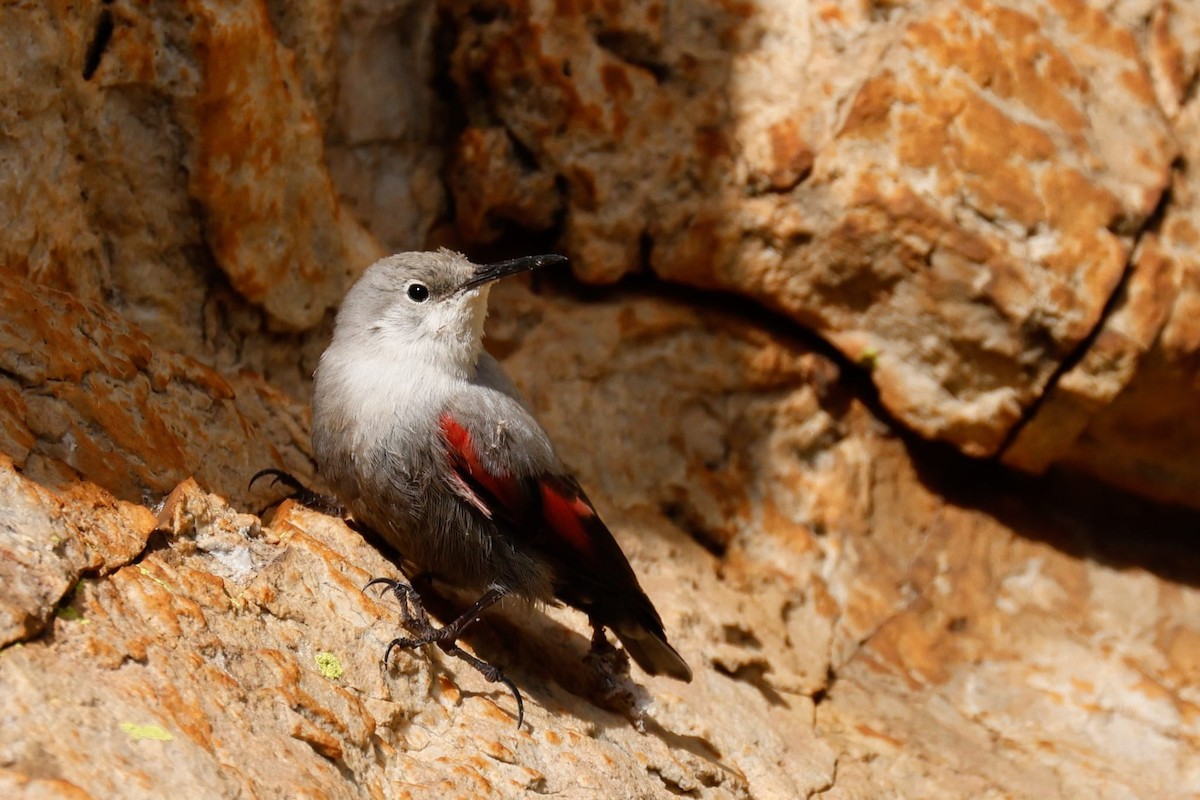 Wallcreeper - ML646133890
