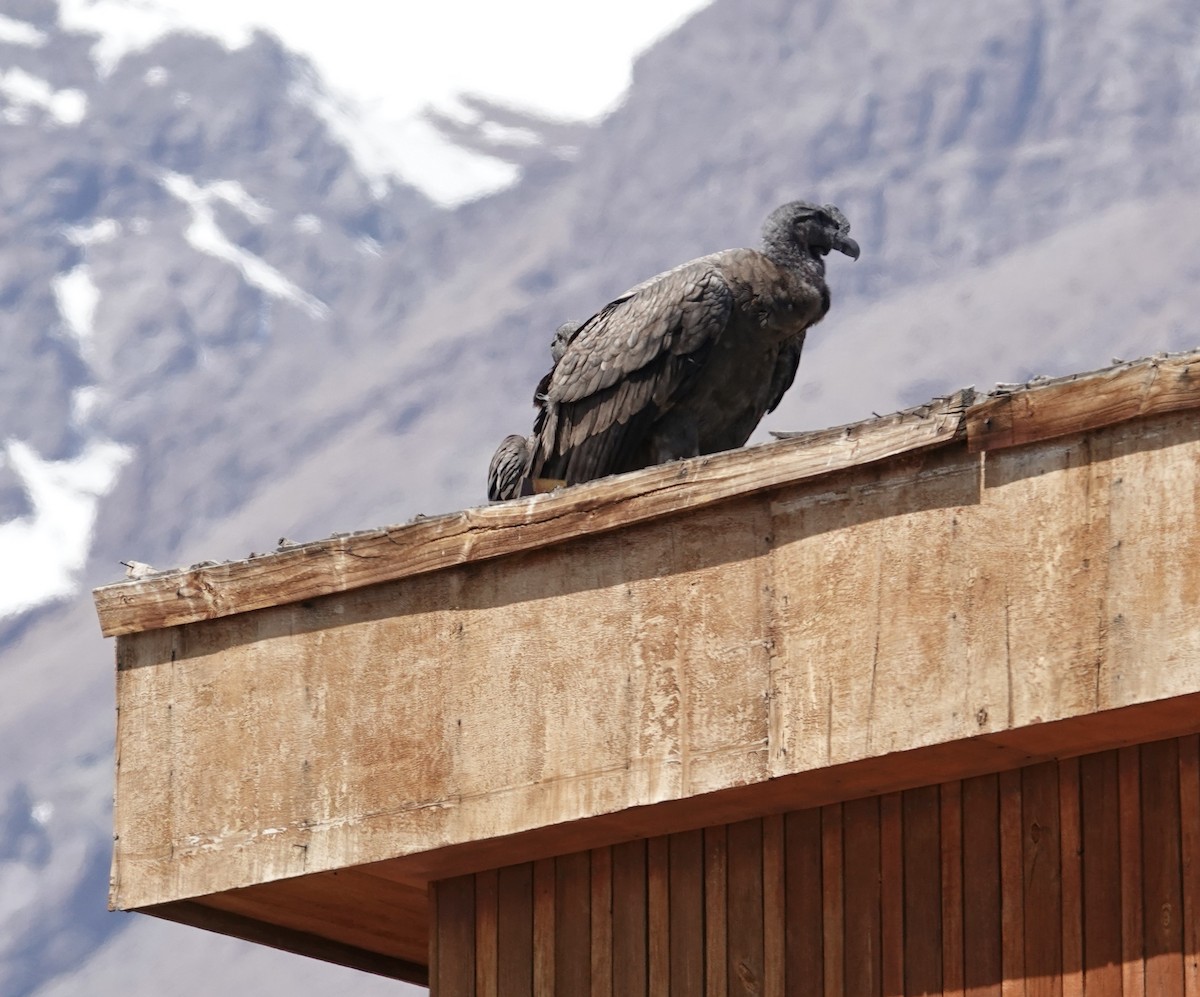 Andean Condor - ML646133905