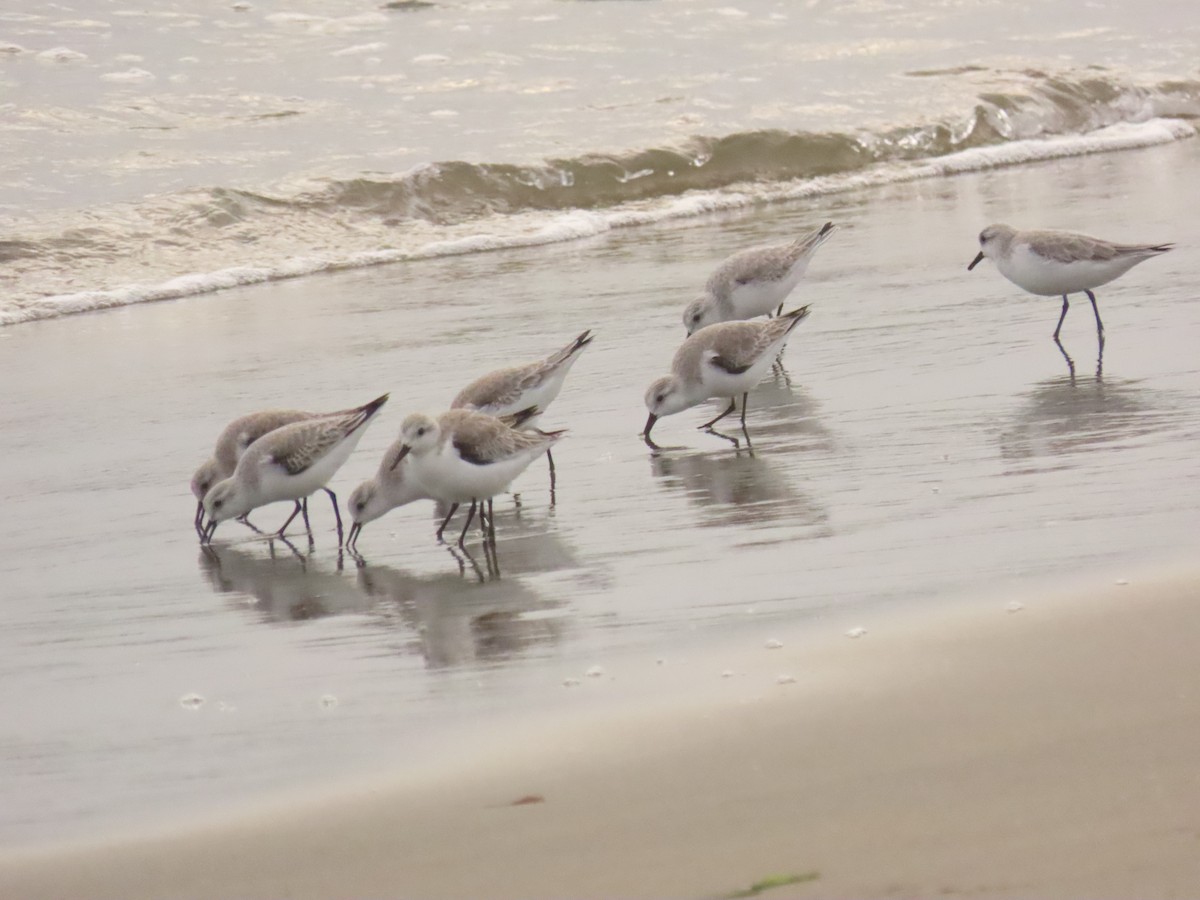 Sanderling - ML646133911