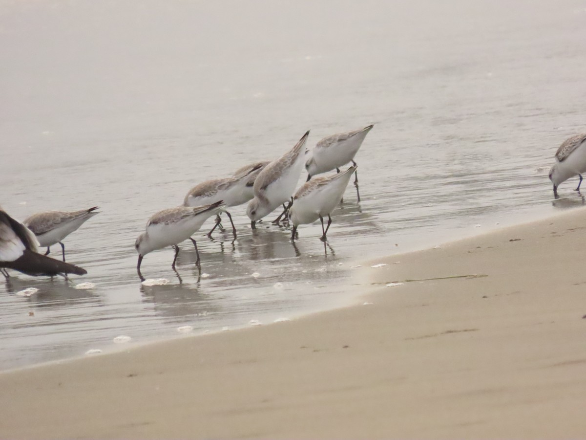 Sanderling - ML646133912