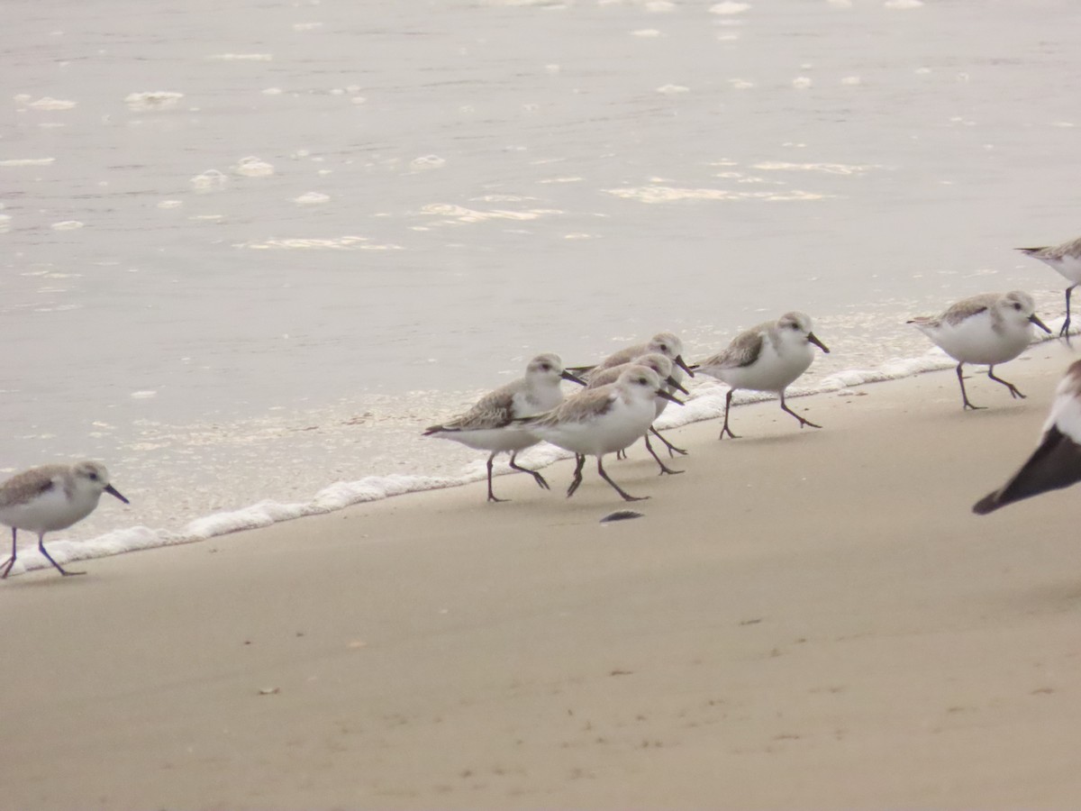 Sanderling - ML646133913