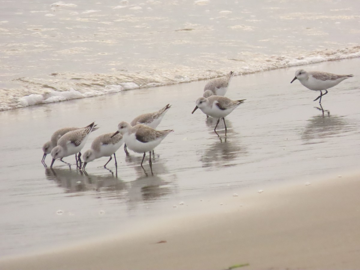 Sanderling - ML646133914