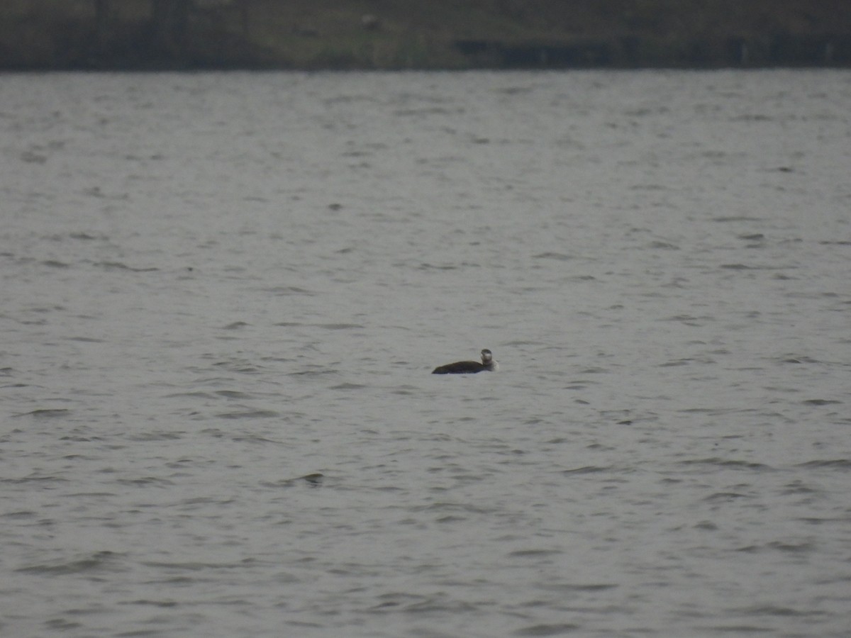 Red-throated Loon - ML646133916