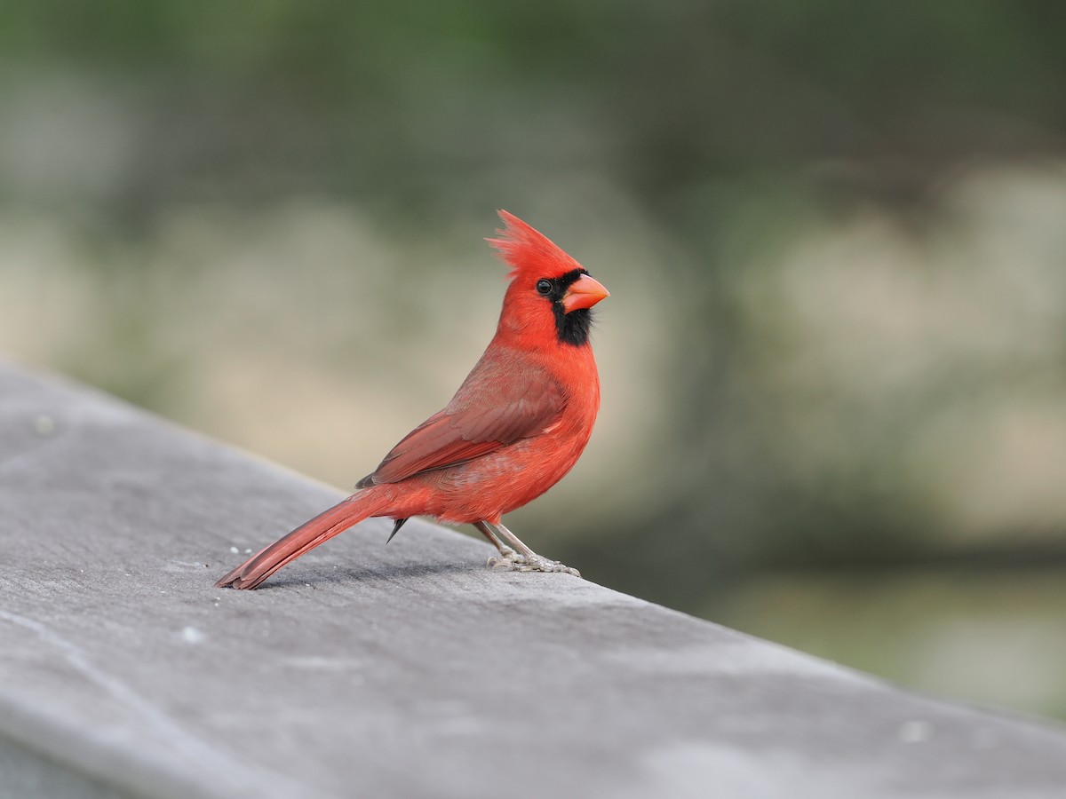 Northern Cardinal - ML646133919