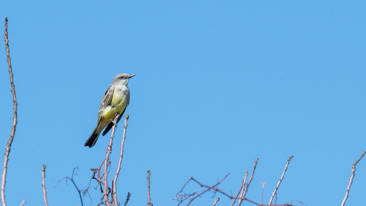 Western Kingbird - ML646133925
