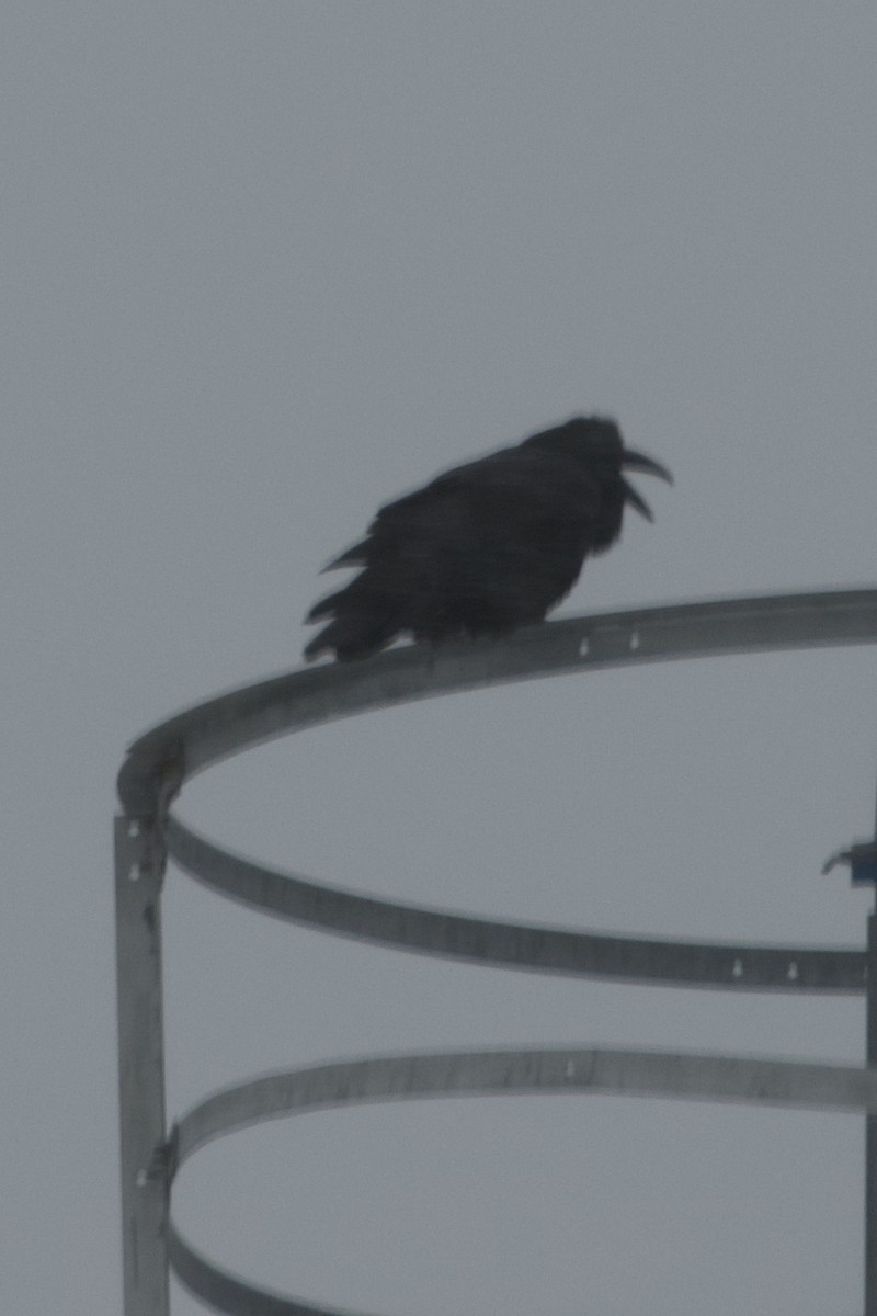Common Raven - ML646133929