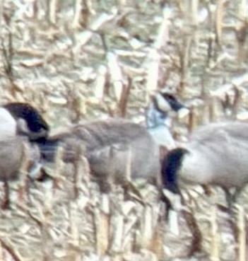 Canada Goose - ML646133930