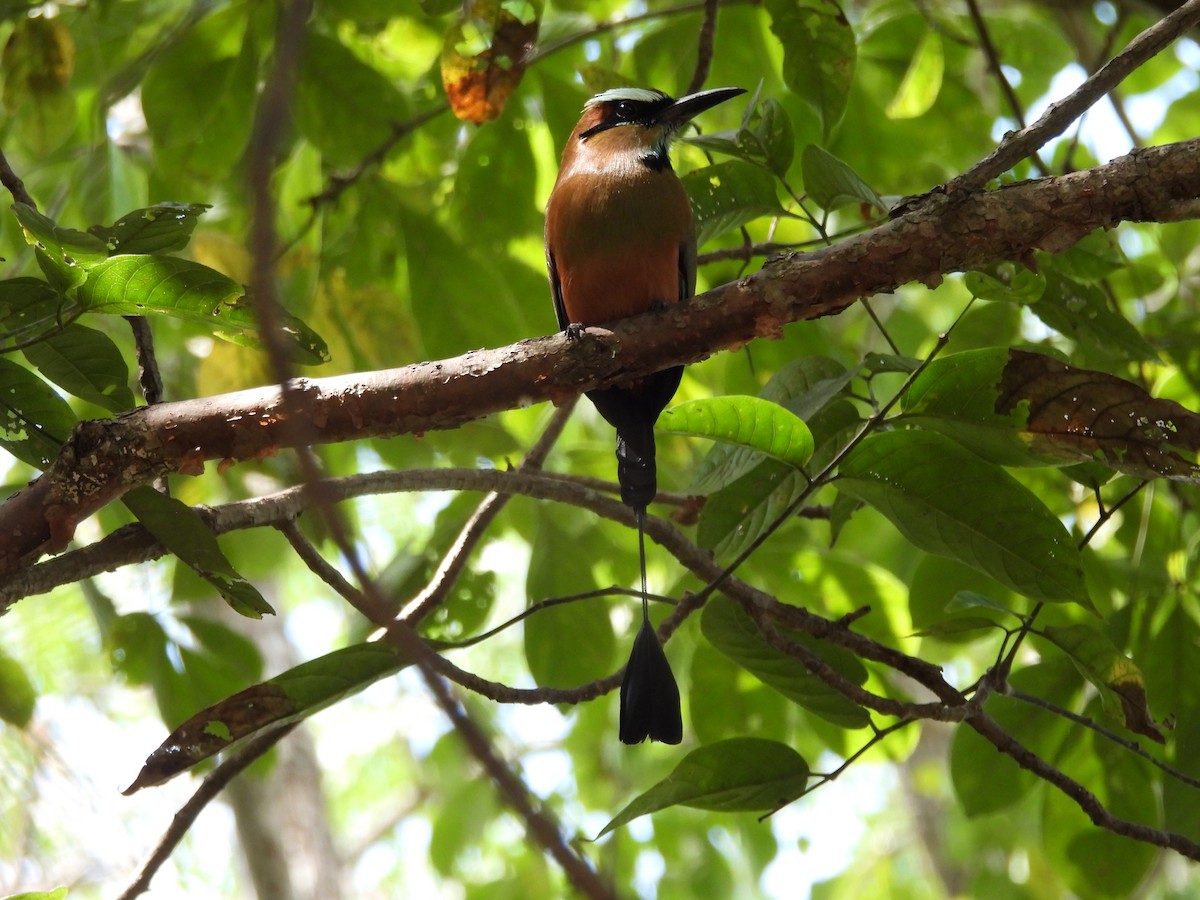 Turquoise-browed Motmot - ML646133931