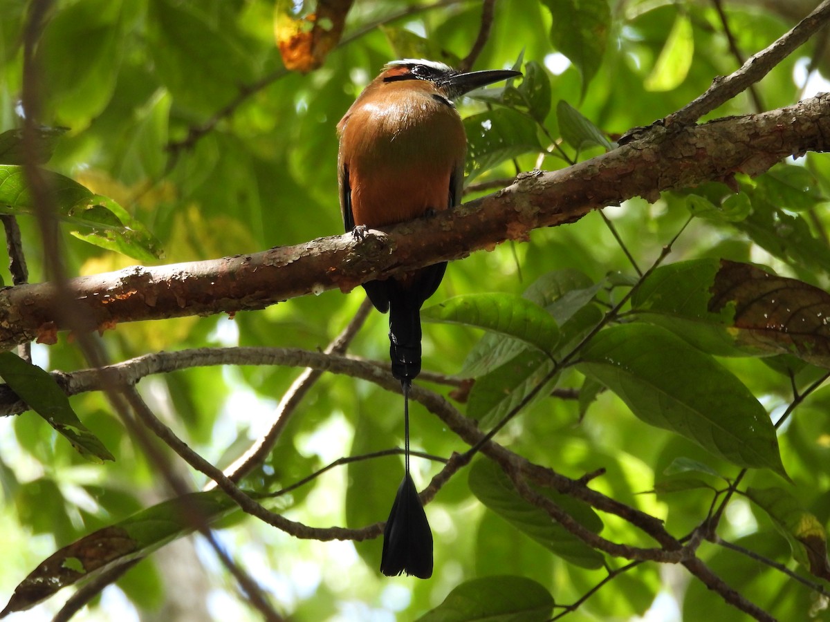 Turquoise-browed Motmot - ML646133932