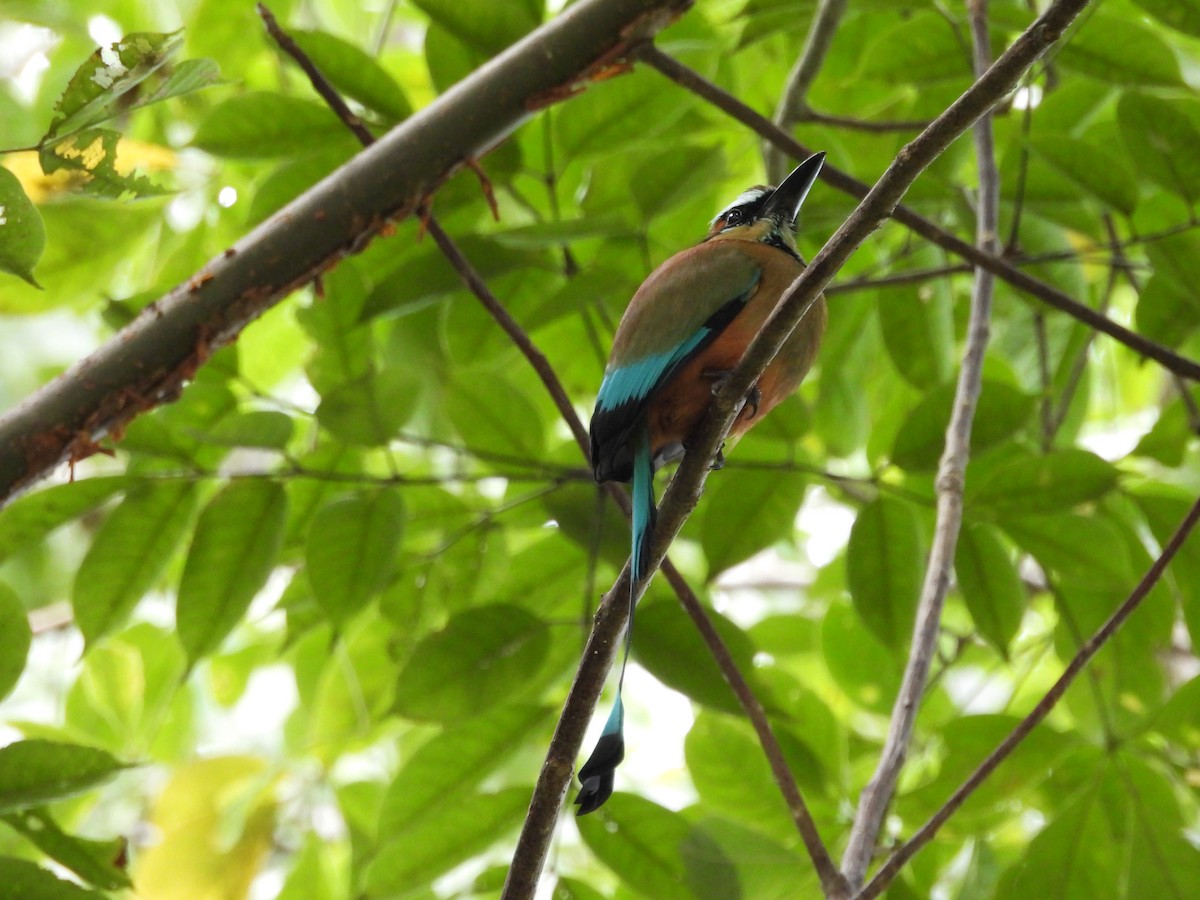 Turquoise-browed Motmot - ML646133934