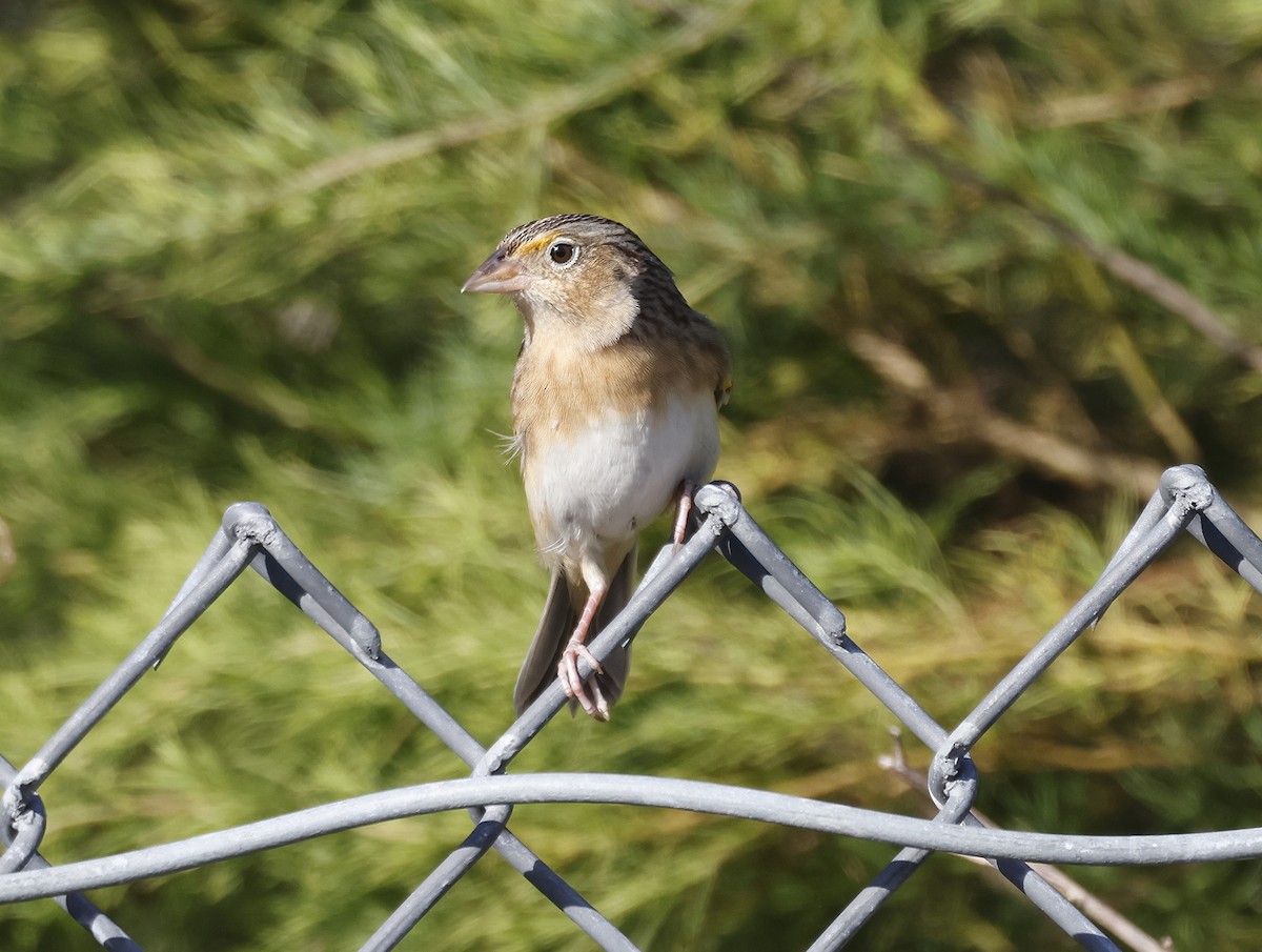 Grasshopper Sparrow - ML646133936