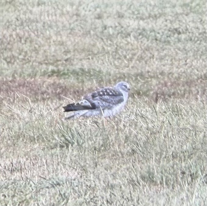 Northern Harrier - ML646133937