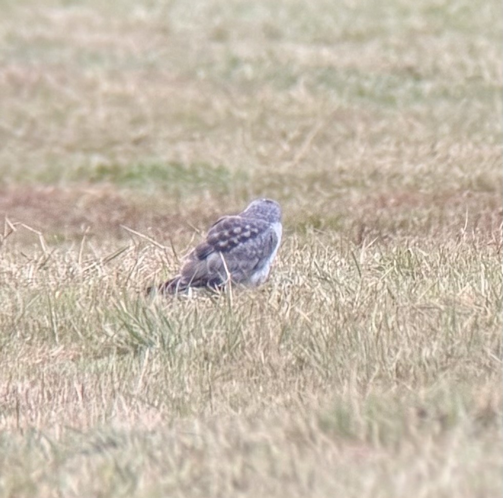 Northern Harrier - ML646133938